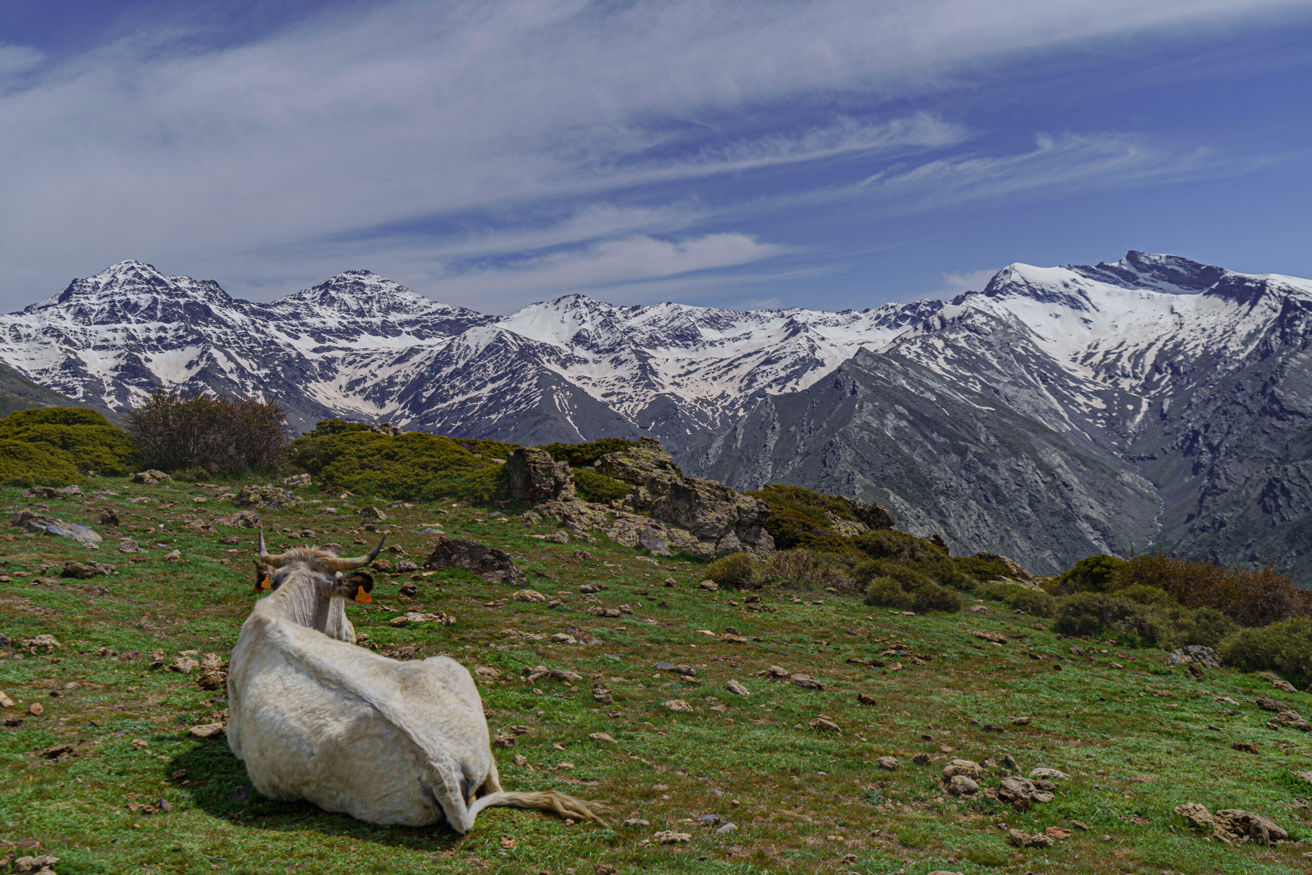 Descripción de la imagen
